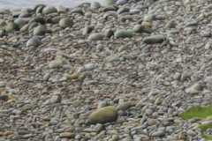 Pebbles by the sea I Olje på lerret (115x50 cm) kr 10000 ur