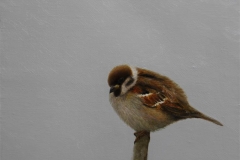Sparrow I Oil on canvas (30x30 cm) kr 4000 mr