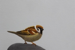 Sparrow III Olje på lerret (30x30 cm) kr 3000 ur