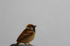 Sparrow IV Olje på lerret (30x30 cm) kr 3000 ur