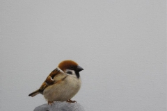 Sparrow V Olje på lerret (30x30 cm) kr 3000 ur