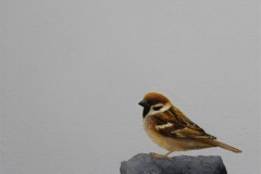 Sparrow VI Olje på lerret (30x30 cm) kr 3000 ur
