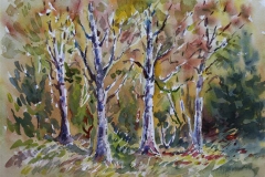 Skog Akvarell (36x48 cm) kr 3000 ur