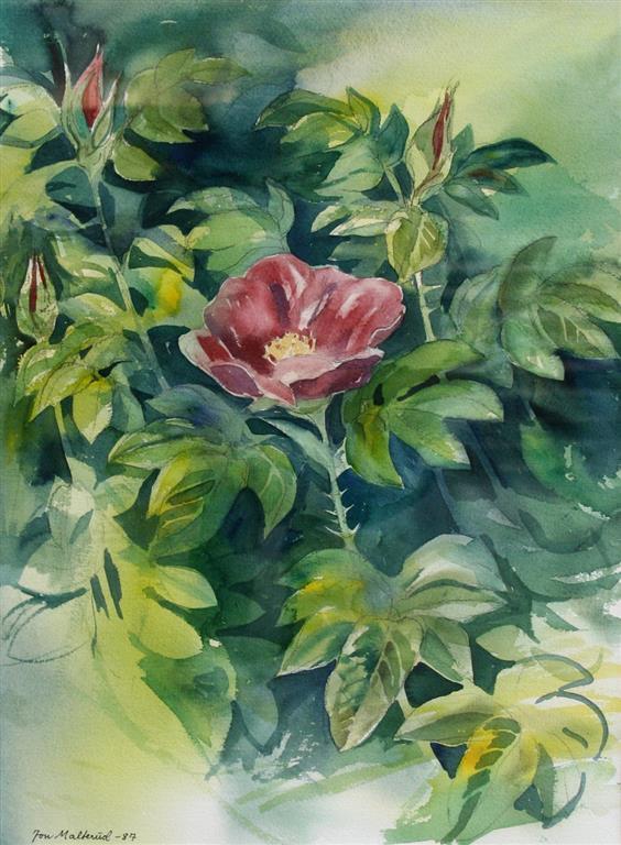 Rosa Rugosa Akvarell 49x35 cm 3000 mr