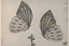 To sommerfugler Etsning håndkolorert (30x40 cm) kr 2600 ur
