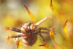 PHT Edderkopp i mosen Fotografi på lerret (20x25 cm) kr 1000 ur