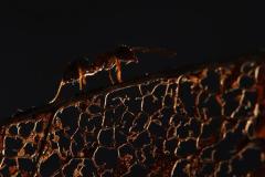 Maur i solnedgang Foto på lerret (30x25 cm) kr 1500 ur