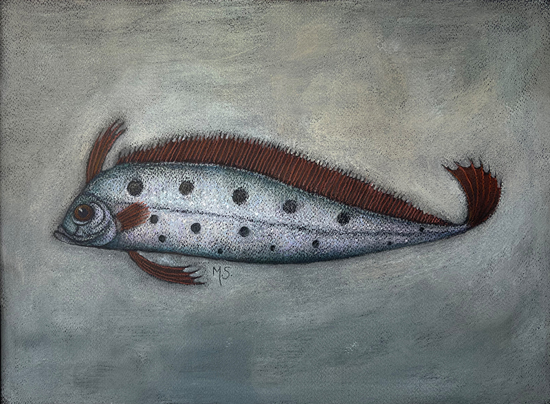 Fiskestudie IV – Sølvkveite Pastell (40x50 cm) kr 2800 mr