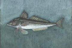 Fiskestudie VII – Knurr Pastell (40x50 cm) kr 2800 mr